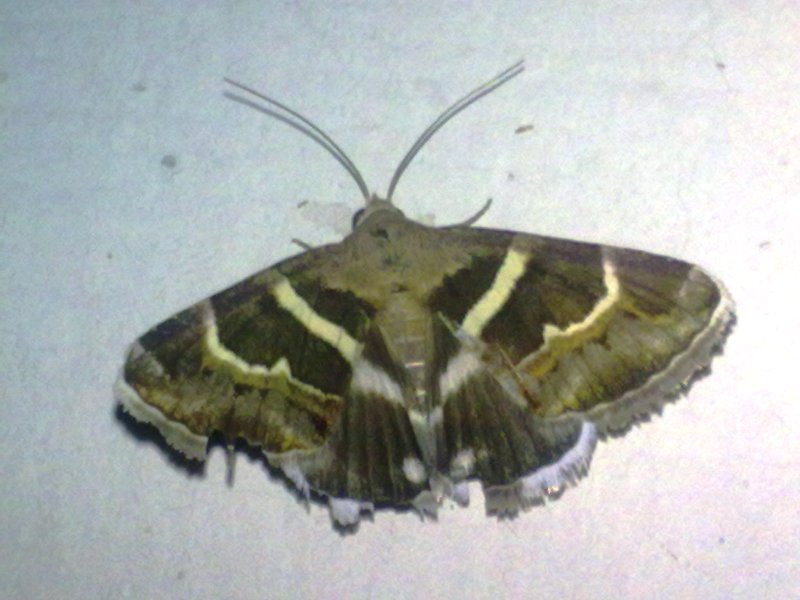 Quale falena? - Grammodes sp.